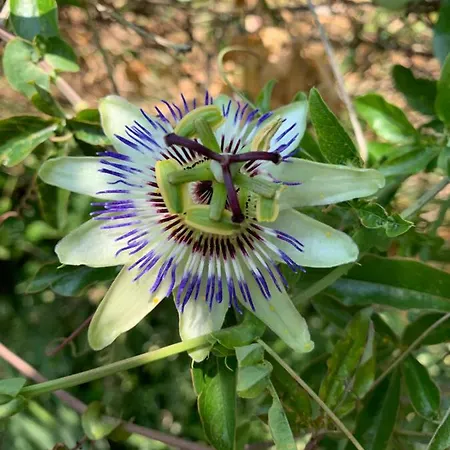 加州别墅旅馆 3* 辛尼莫雷特