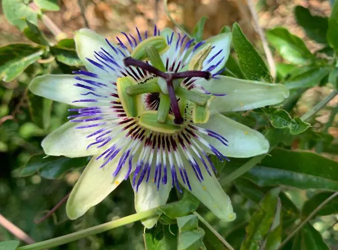 California 3* Sinemoretz